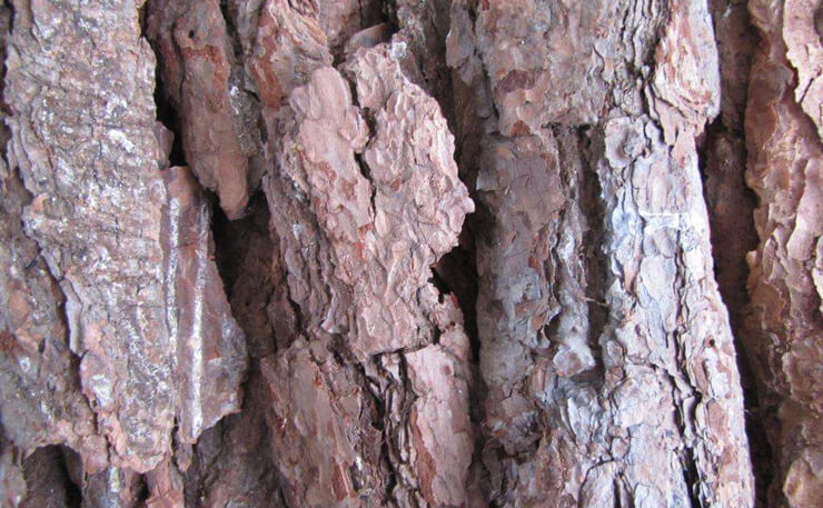 pine-bark
