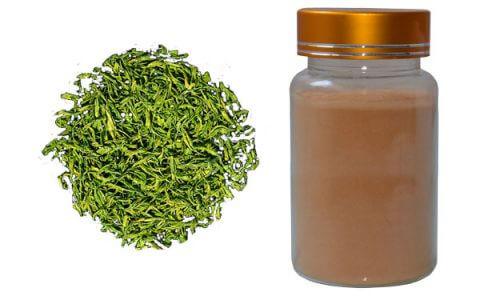 green-tea-extract