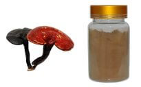 reishi-mushroom-extract