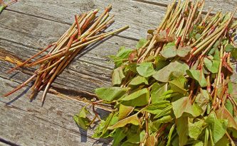 Resveratrol: The Secret Benefits That Your Physician Might Not Tell You