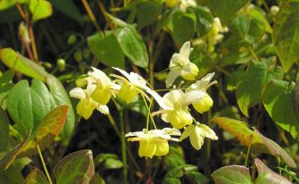 The wonder drug called Horny Goat Weed Extract- Your queries resolved