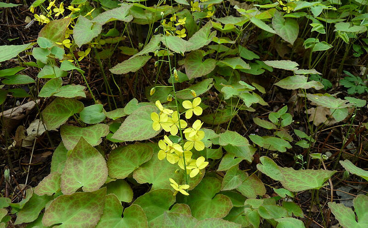 Epimedium Brevicornum Extract