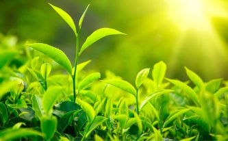 Green tea extract: A miracle of nature