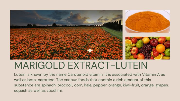 Marigold extract Lutein