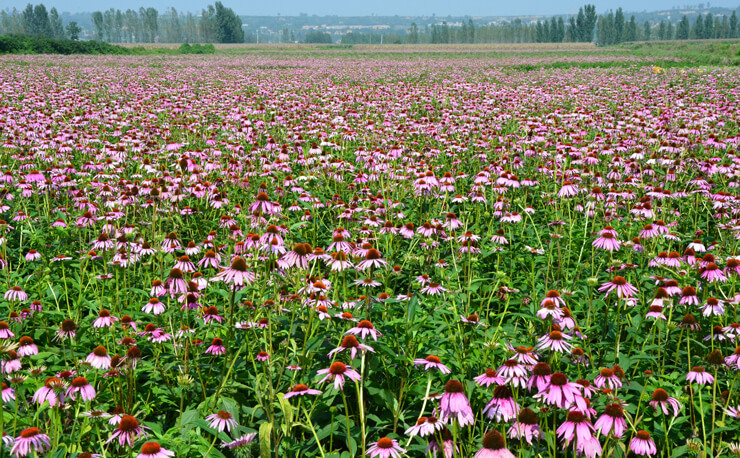 Echinacea Purpurea extract