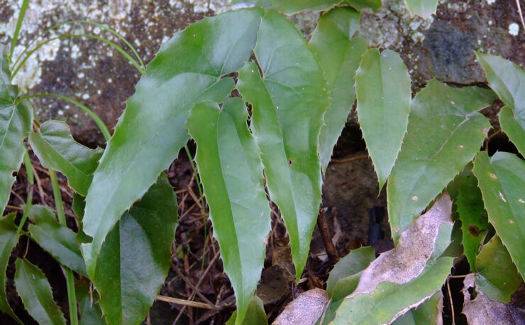 Epimedium sagittatum extract