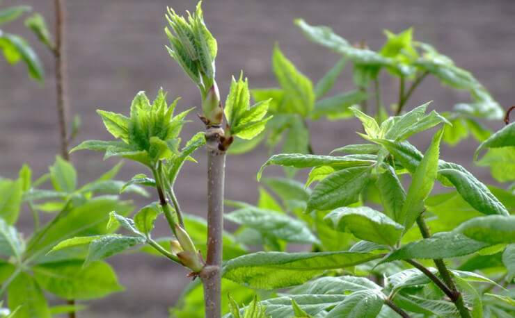 Siberian Ginseng Extract