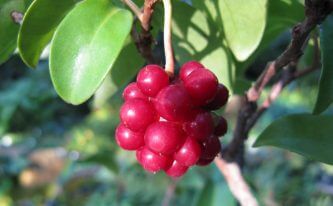 A Panoptic Overview of Schisandra Chinensis Extract