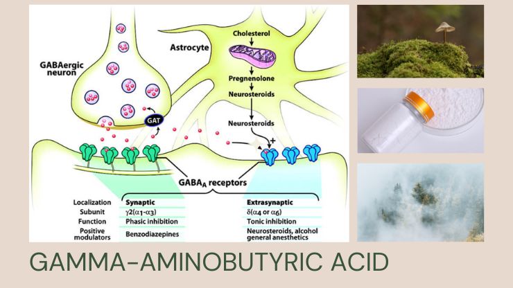 Gamma-Aminobutyric Acid 