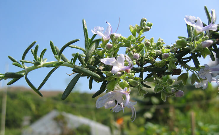 Rosemary Leaf Extract