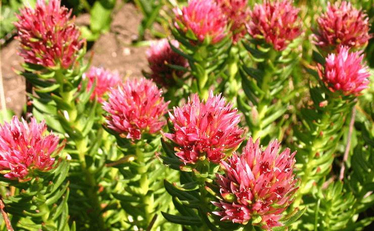 Rhodiola Rosea Extract