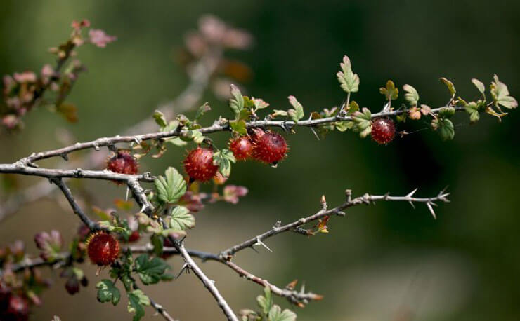 Prunus Americana Extract