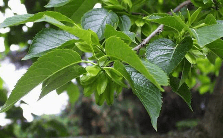 Chlorogenic Acid