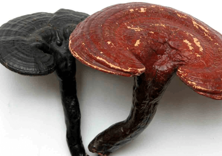 Ganoderma lucidum Extract