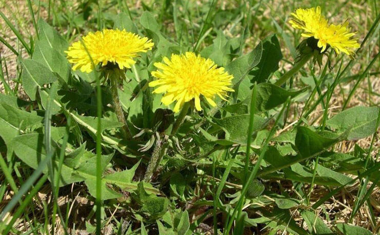 Dandelion root extracts