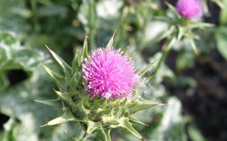 Milk Thistle Extract