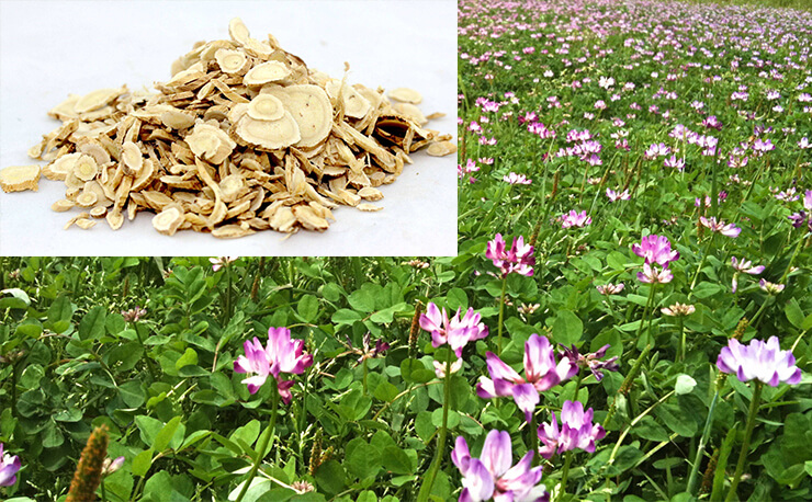 Astragalus Root