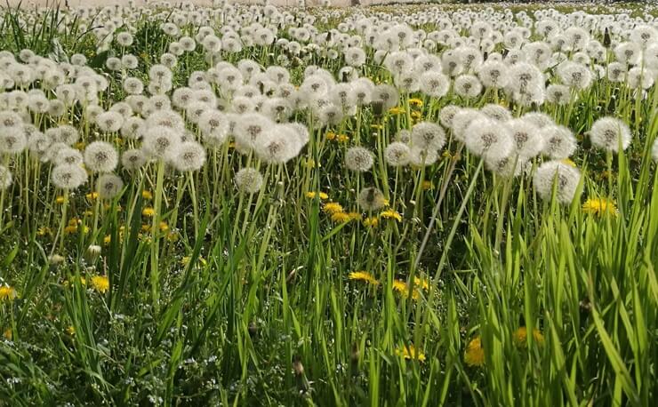 dandelion-herb-extract