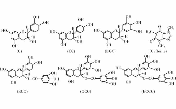 Tea Polyphenols