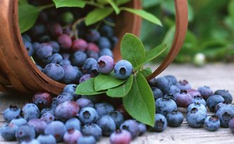 blueberry extract