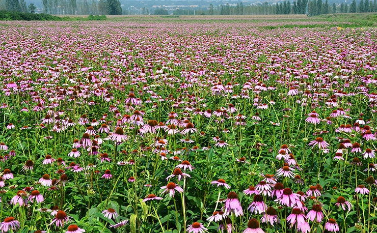 Echinacea purpurea extract