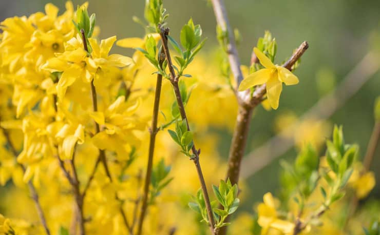 St.-John's-wort