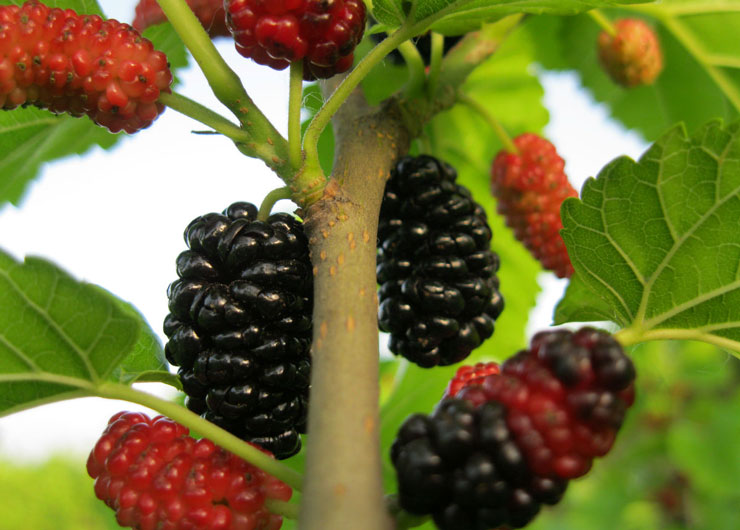 mulberry fruit extract