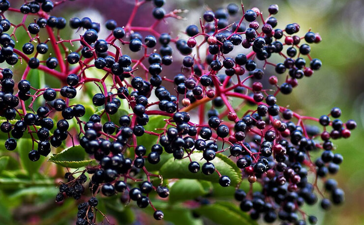 elderberry