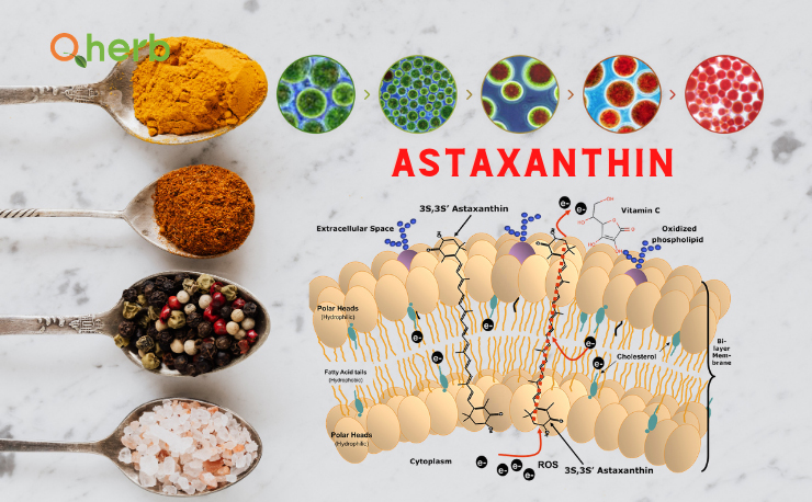 astaxanthin