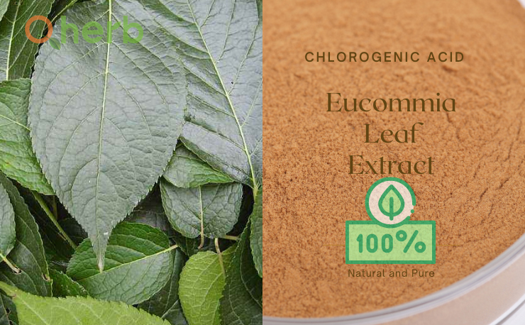 Eucommia Leaves Extract