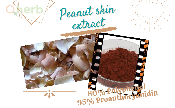 peanut skin extract