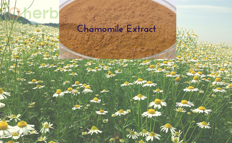 Chamomile Extract