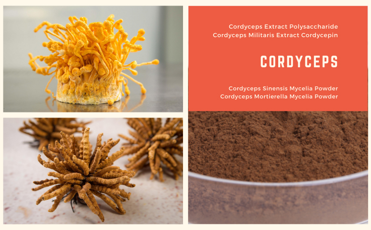 Cordyceps Sinensis Mycelia Powder