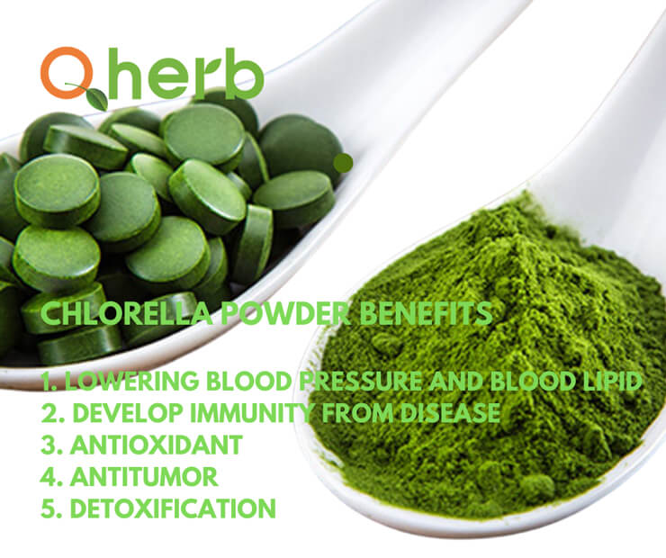 Chlorella Powder