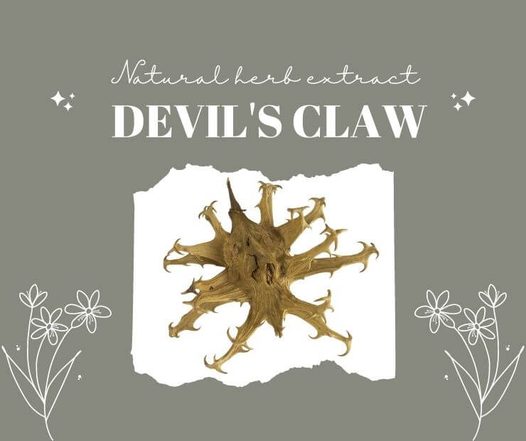 Devil’s Claw Extract