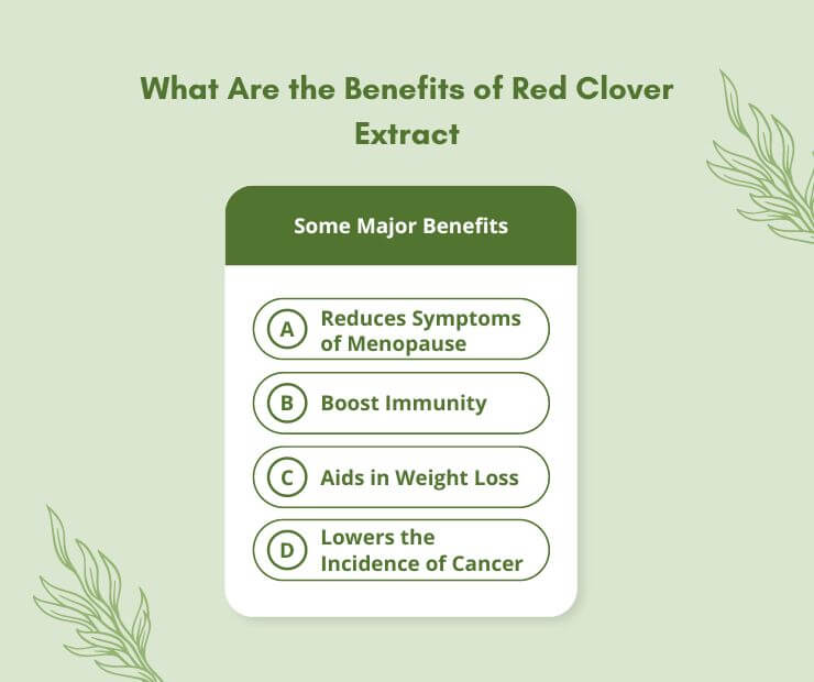 Red Clover Extract Isoflavone