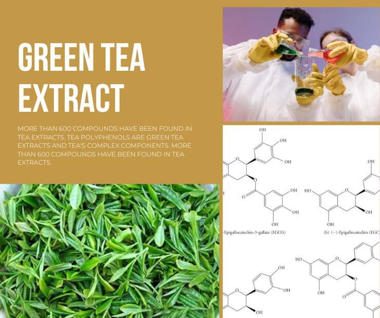 Green tea extract supplier