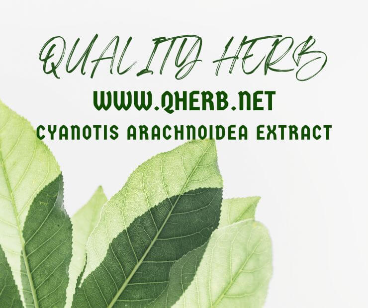 Cyanotis Arachnoidea Extract 