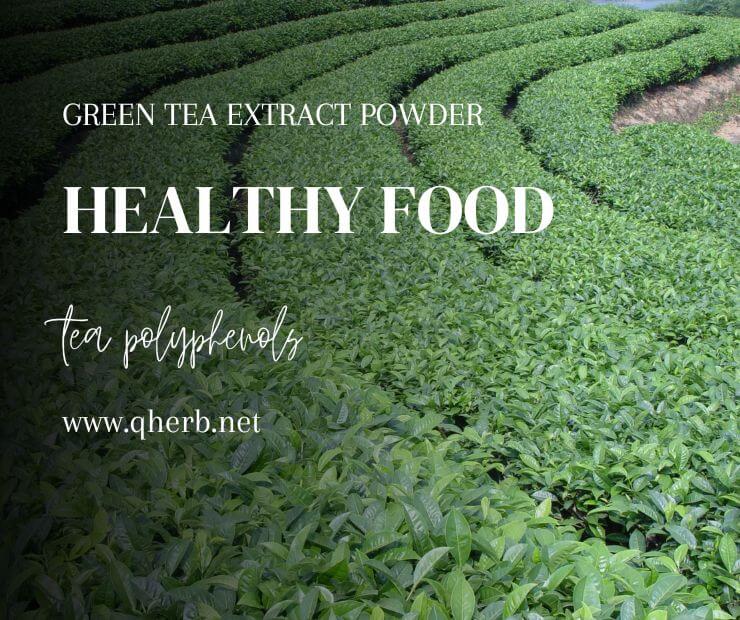 green tea extract powder