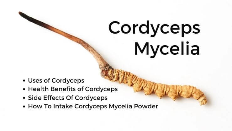 Cordyceps Mycelia