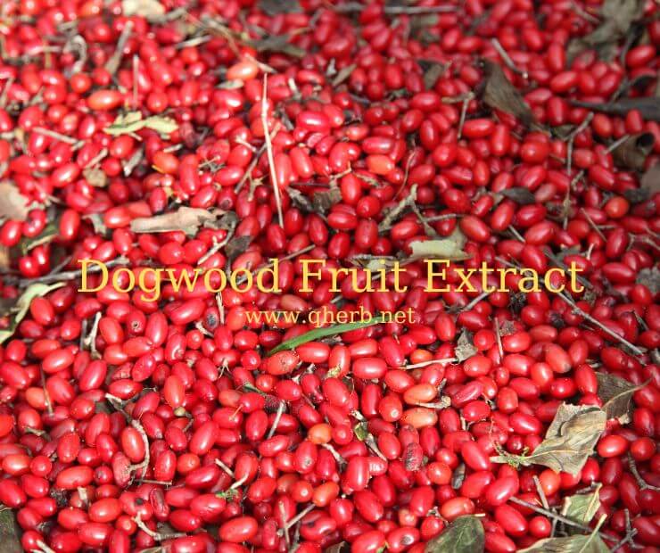 Dogwood Fruit Extract