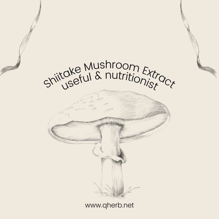 shiitake mushroom