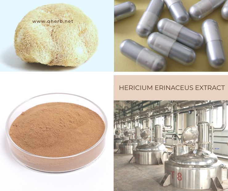 Hericium Erinaceus Extract