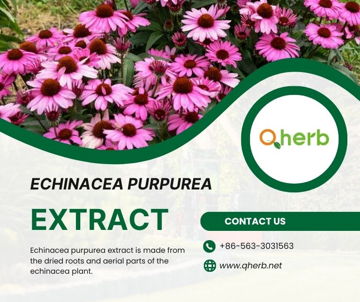 Echinacea Purpurea Extract Powder