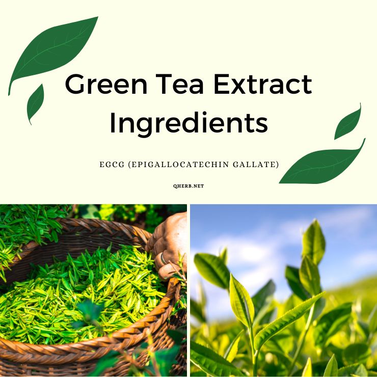 Green Tea Extract Ingredients