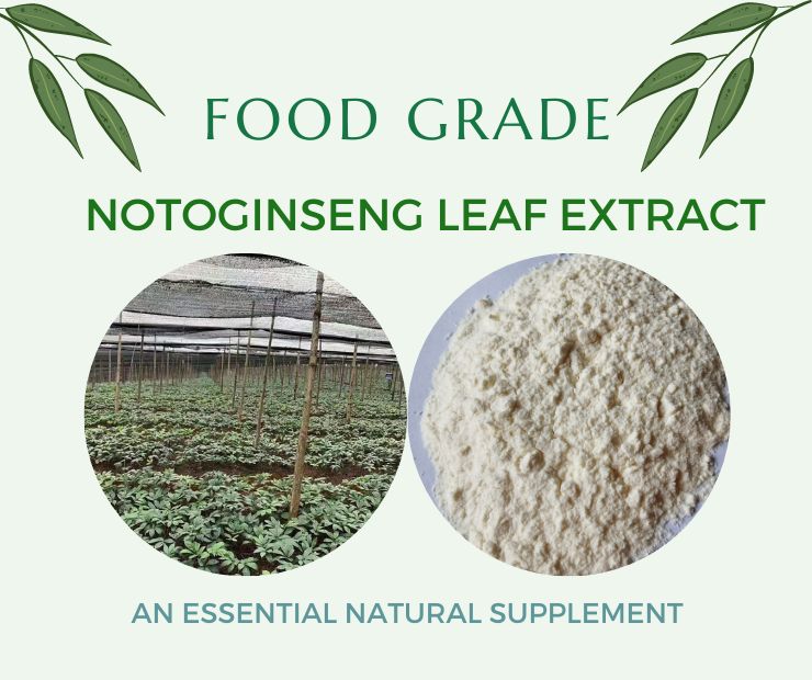 Notoginseng Leaf Extract