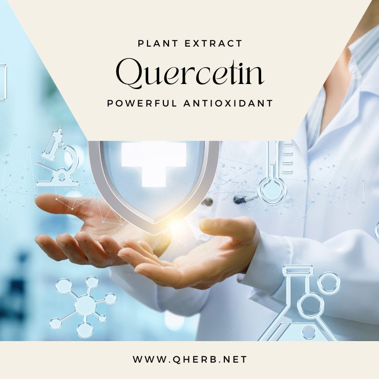 Quercetin Extract