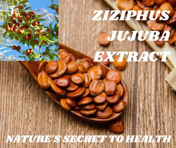 Ziziphus Jujuba Extract