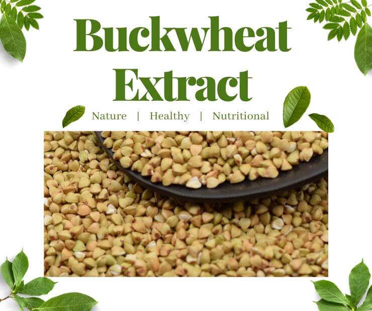 Buckwheat Extract