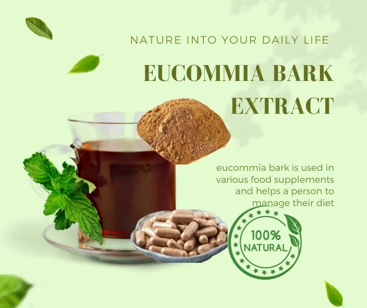 Eucommia Extract